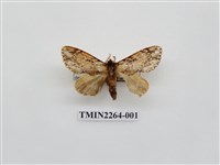 藏品(灰小掌舟蛾)的圖片